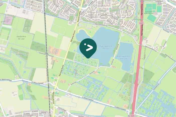 Spotted Eurasian Coot