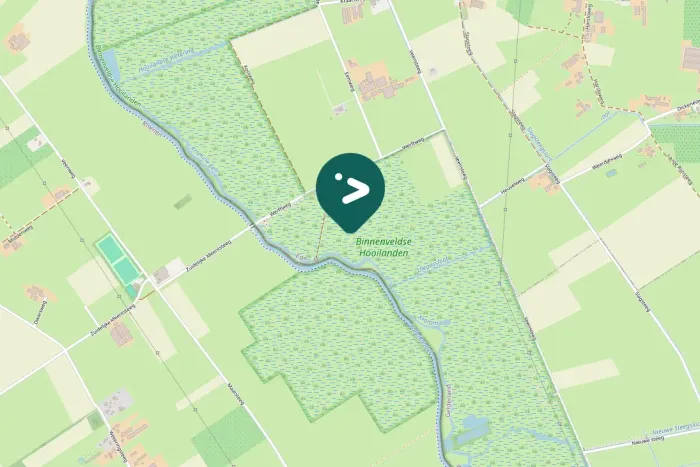 Spotted Black-tailed Godwit