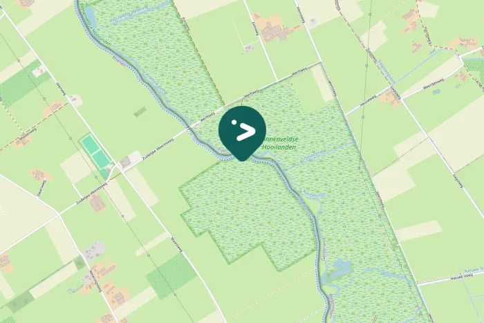 Spotted Ring-necked Pheasant