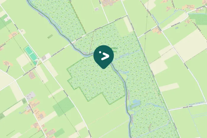 Spotted Meadow Pipit