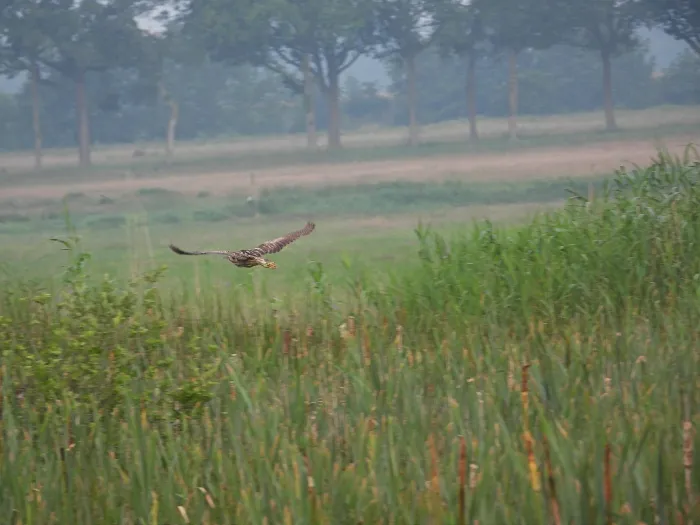 Spotted Eurasian Bittern