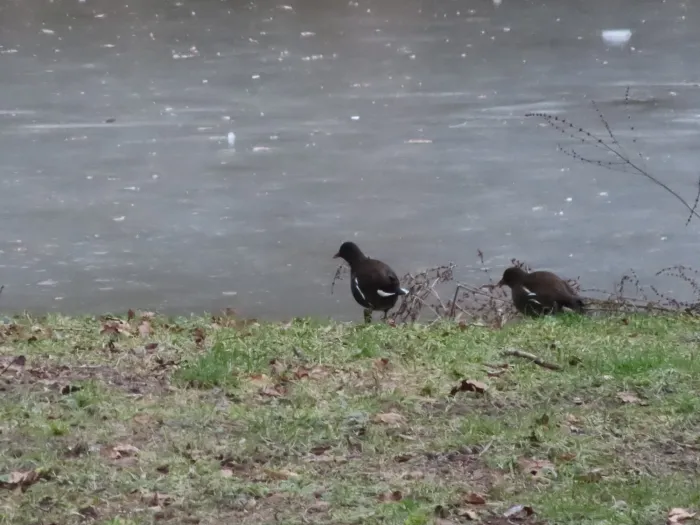 Spotted Eurasian Moorhen
