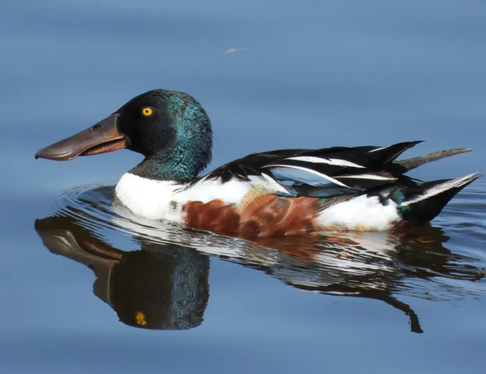 Spotted Northern Shoveler