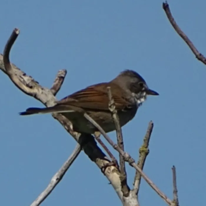 Greater Whitethroat