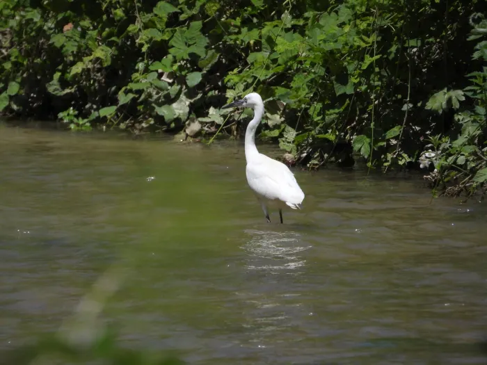 Waargenomen Kleine zilverreiger