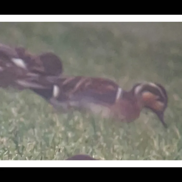 Spotted Baikal Teal