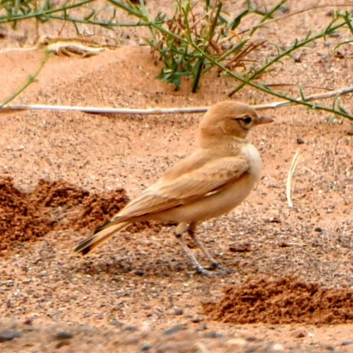 Gespotte Rosse woestijnleeuwerik