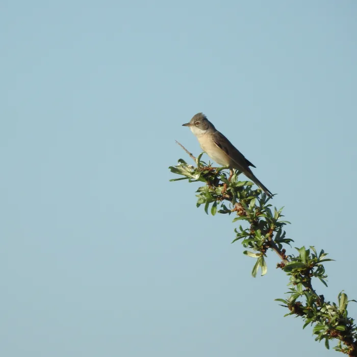 Spotted Greater Whitethroat