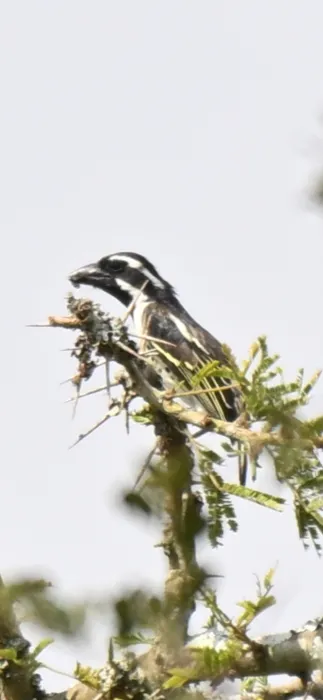 Waargenomen Rouwbaardvogel