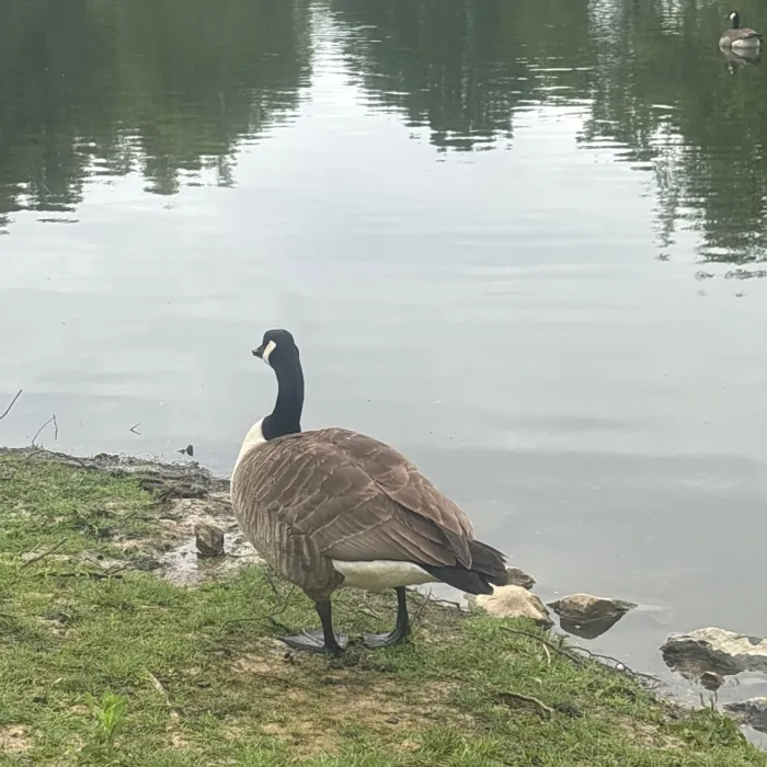 Waargenomen Grote Canadese gans