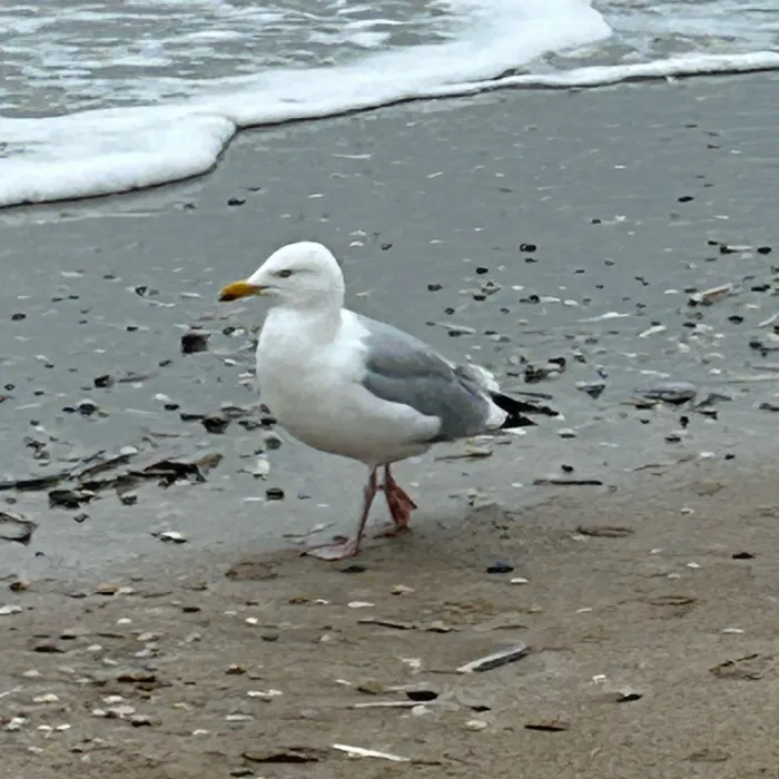 Spotted European Herring Gull