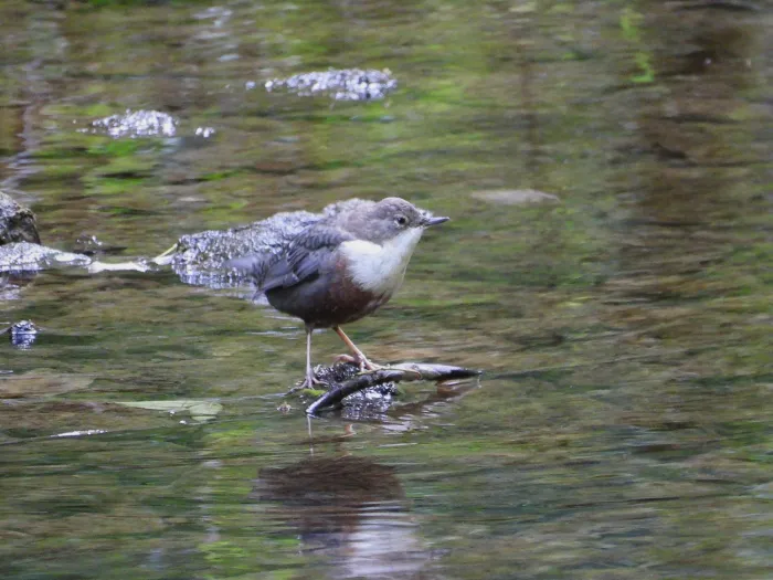 Waargenomen Waterspreeuw
