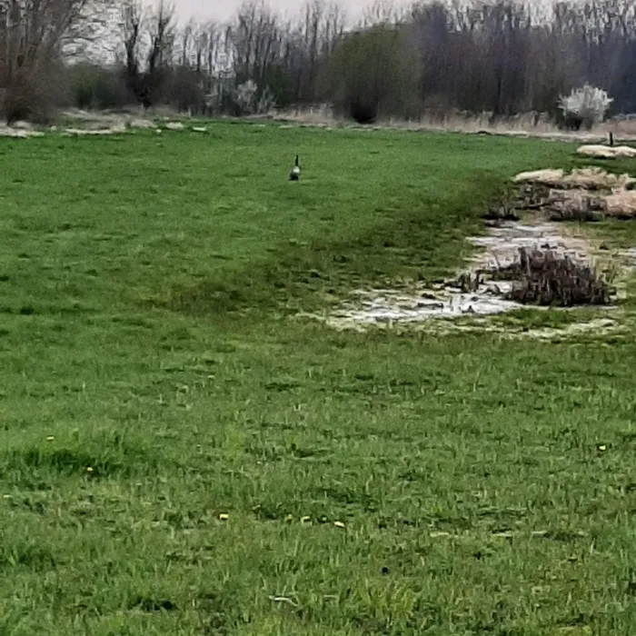 Gespotte Grote Canadese gans