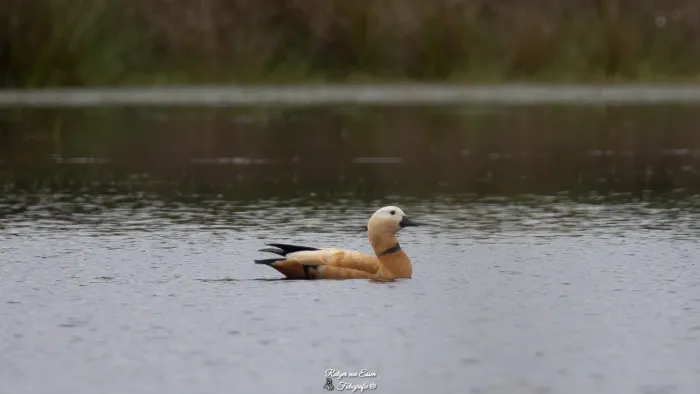 Spotted Ruddy Shelduck
