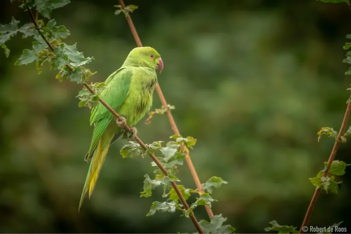 Spotted Rose-ringed Parakeet