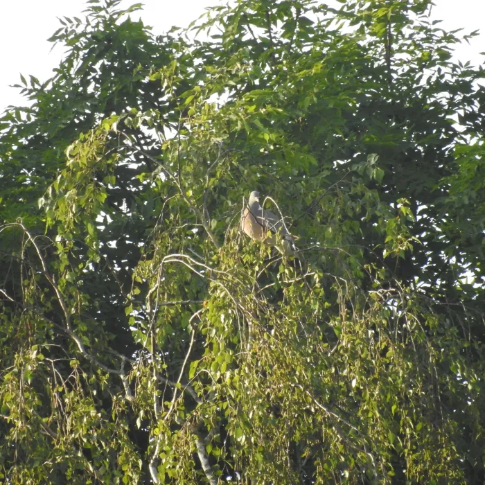 Spotted Common Wood-Pigeon