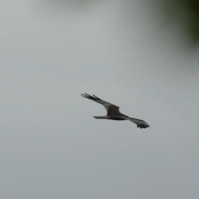 Bruine kiekendief