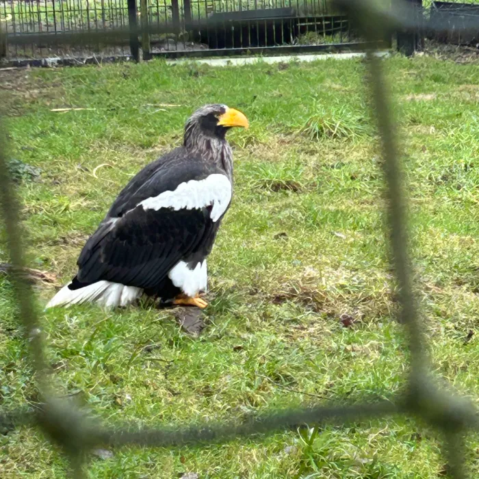 Gespotte Stellers zeearend