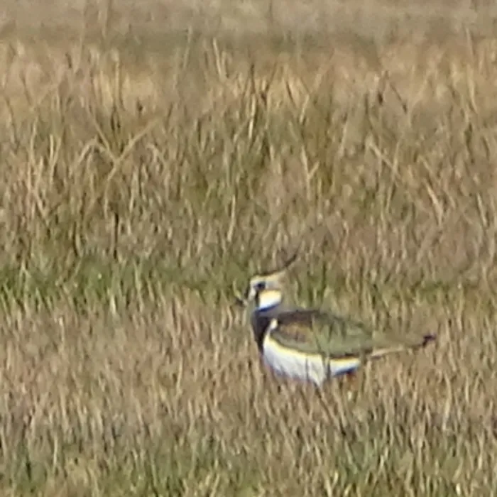 Spotted Northern Lapwing