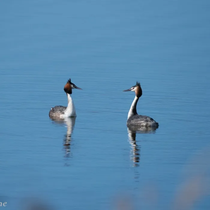 Spotted Great Crested Grebe