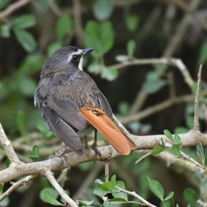 Spotted Cape Robin-Chat