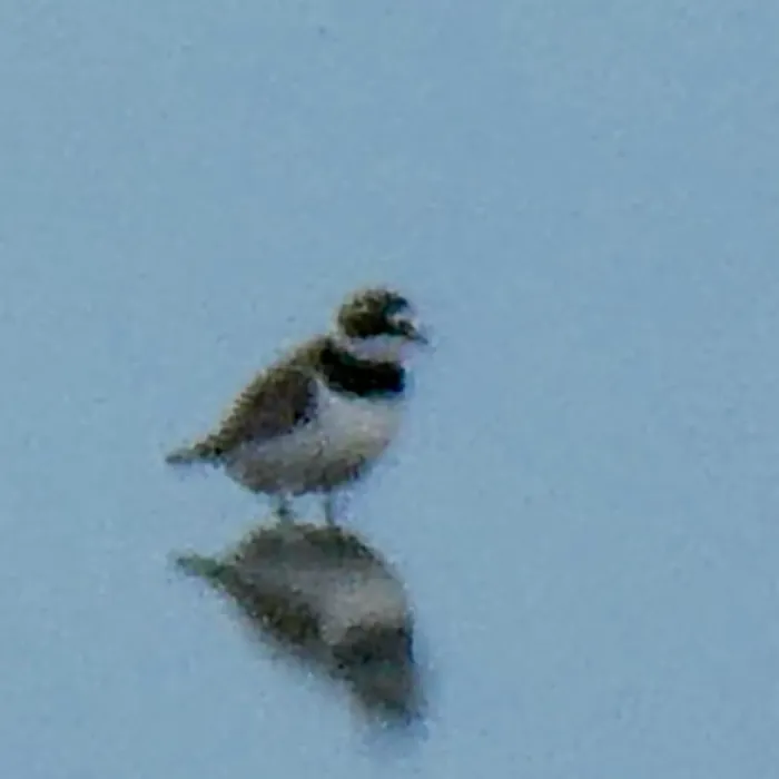 Spotted Little Ringed Plover