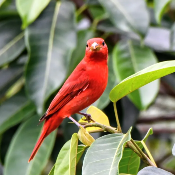 Gespotte Zomertangare