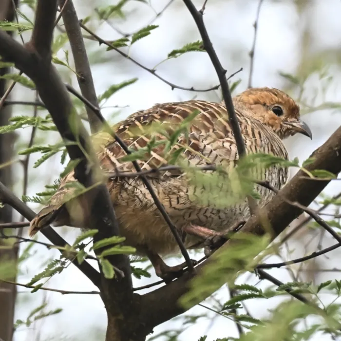 Spotted Gray Francolin