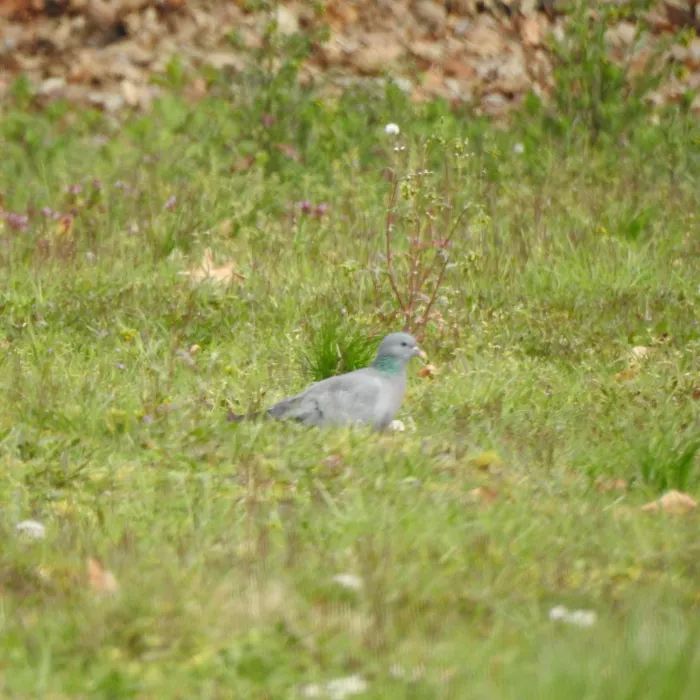 Spotted Stock Dove