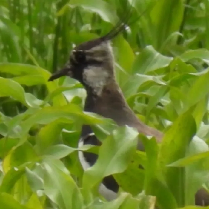 Spotted Northern Lapwing