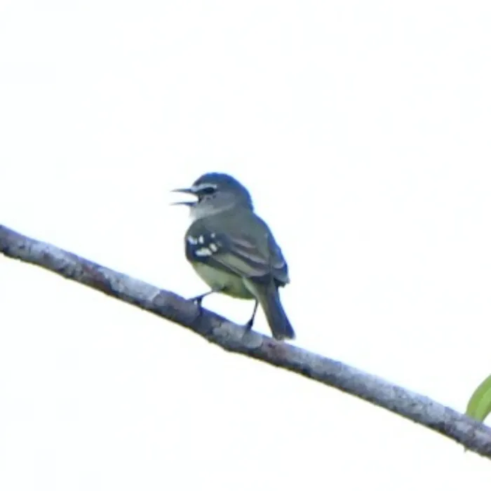 Gespotte Witteugelvliegenvanger