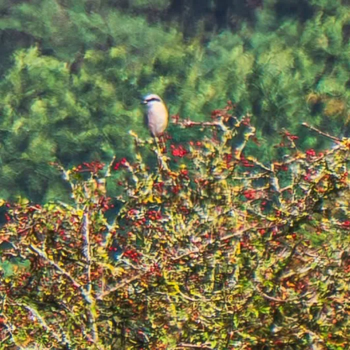 Spotted Red-backed Shrike