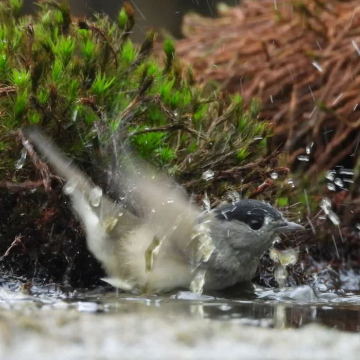 Spotted Eurasian Blackcap