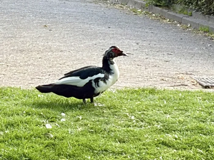 Spotted Muscovy Duck