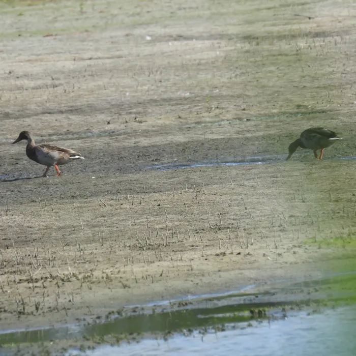 Spotted Mallard