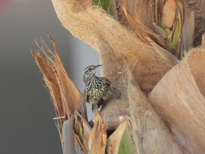 Spotted Cactus Wren