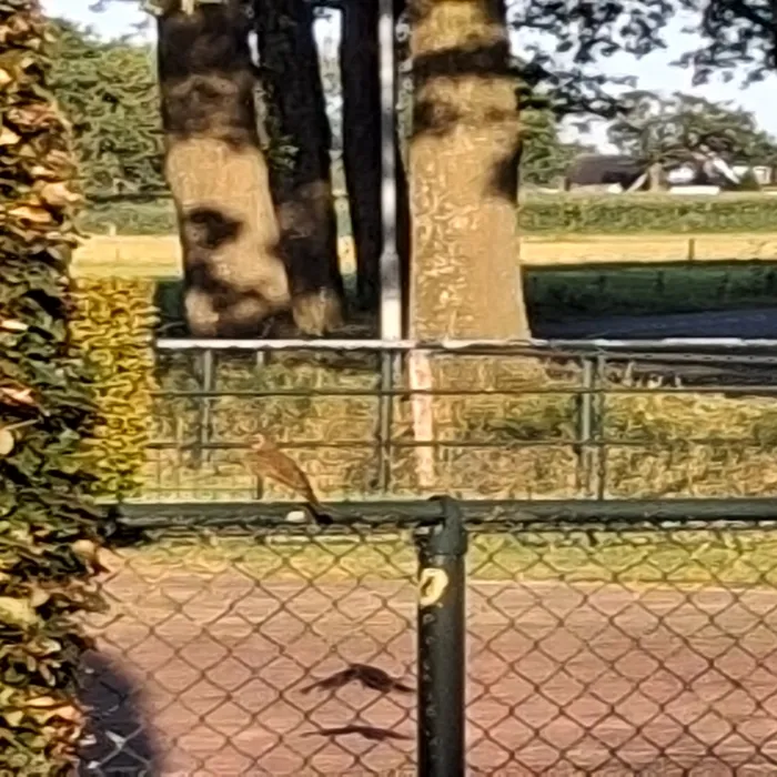Spotted Song Thrush