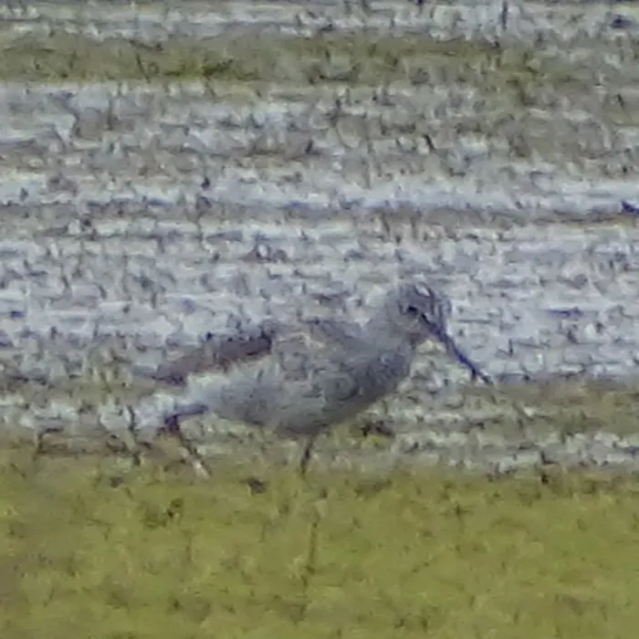 Spotted Common Greenshank