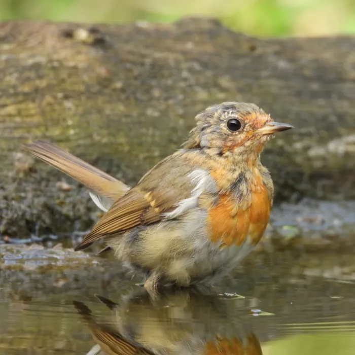 Waargenomen Roodborst