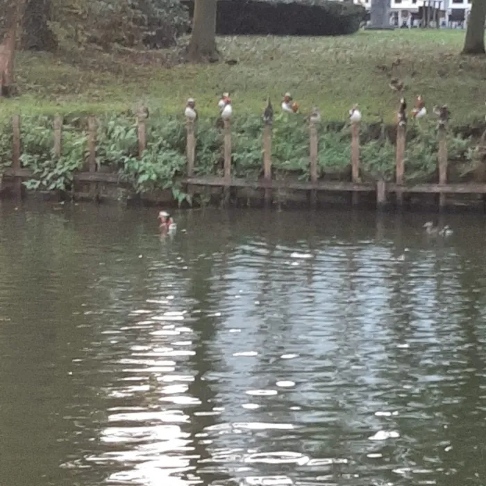 Spotted Mandarin Duck