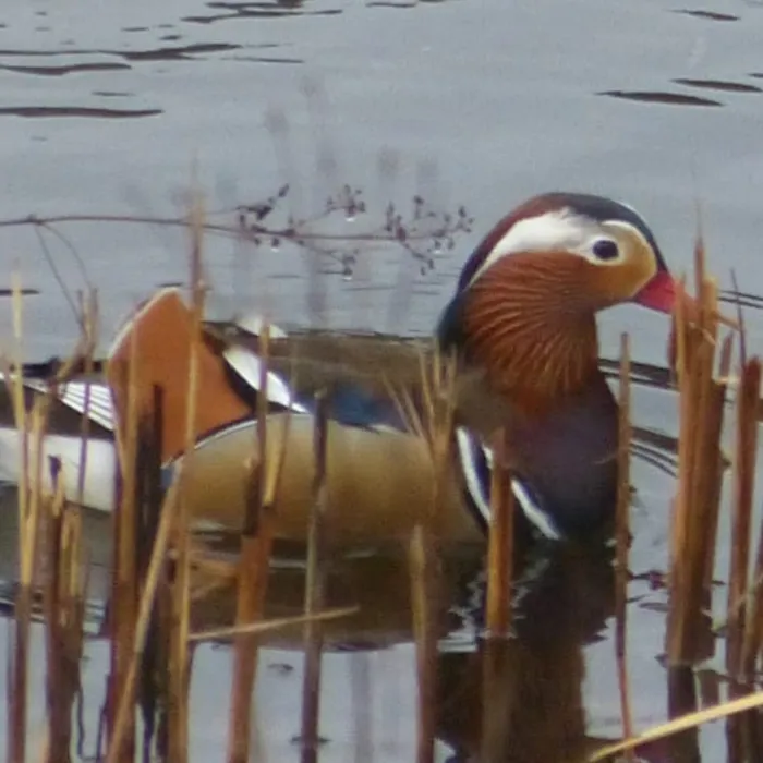 Gespotte Mandarijneend