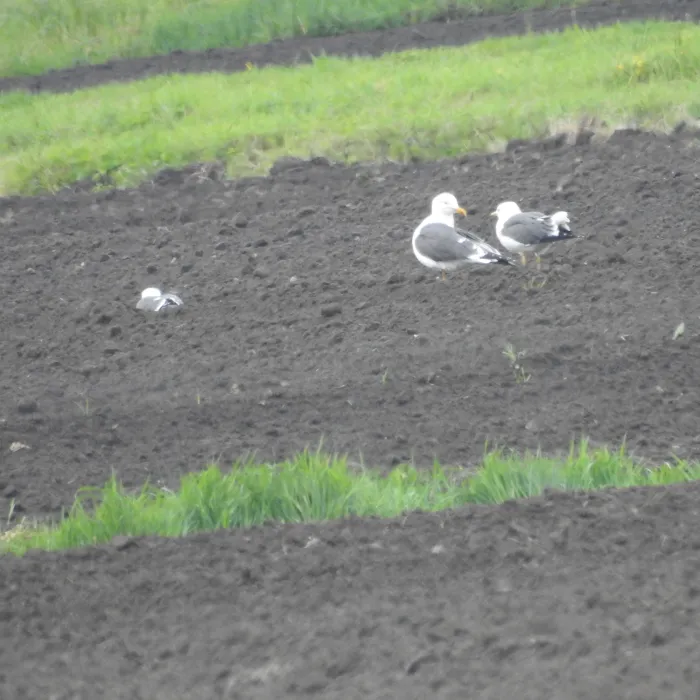 Yellow-legged Gull