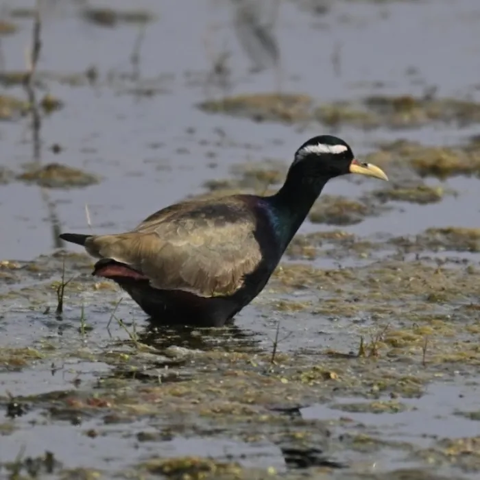 Gespotte Bronsvleugeljaçana