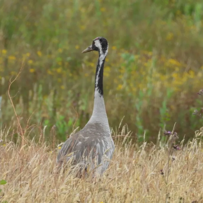 Waargenomen Kraanvogel
