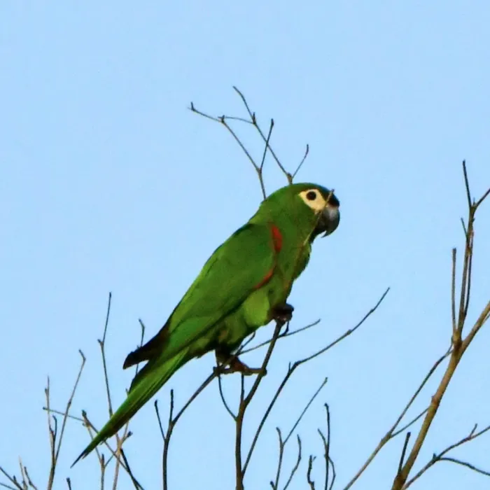 Spotted Red-shouldered Macaw