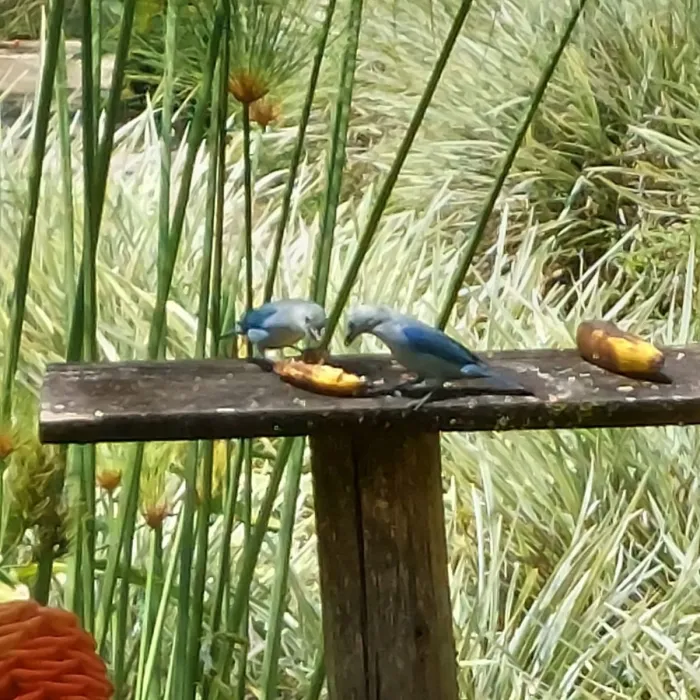 Spotted Blue-throated Macaw