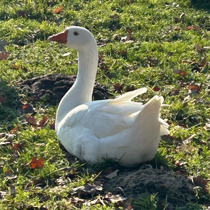 Spotted Snow Goose