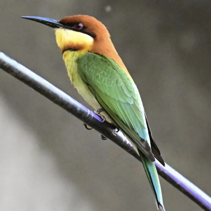 Gespotte Bruinkopbijeneter