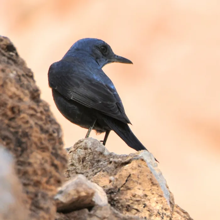 Gespotte Blauwe rotslijster