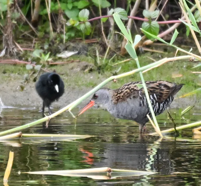 Water Rail